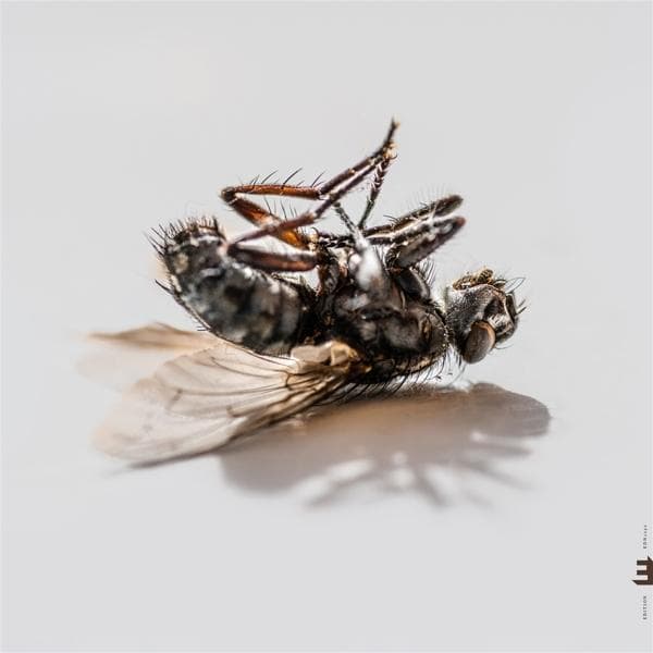 Album afbeelding 1 van 2